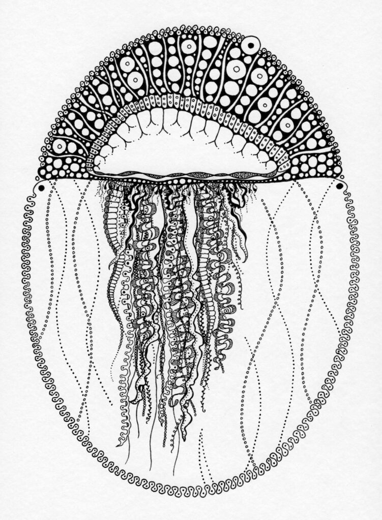 Man-o-war jellyfish pen and ink drawing