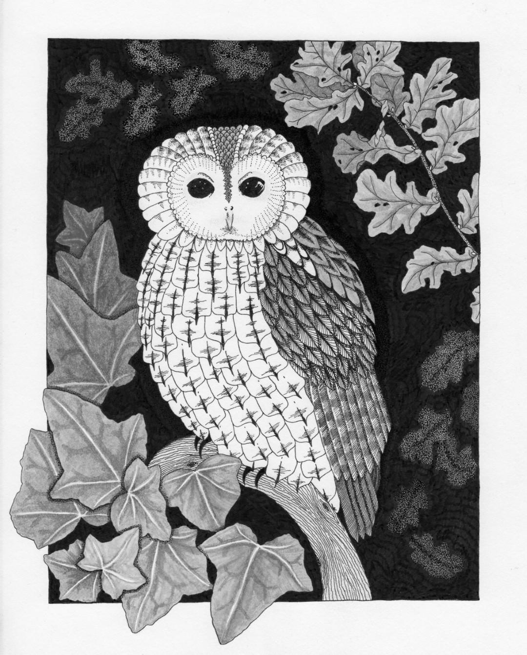 Tawny owl pen and ink drawing